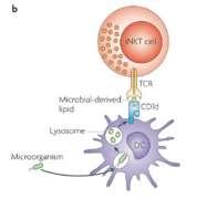 lymphocytes