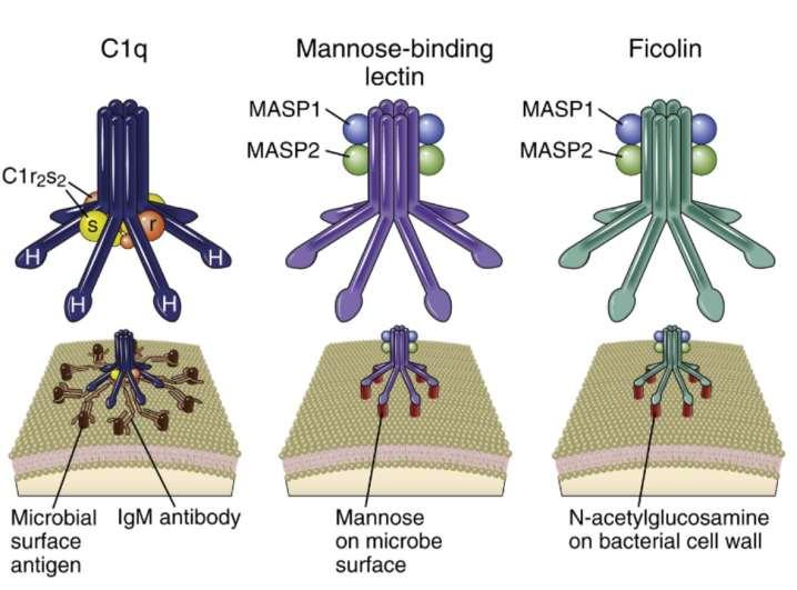 C1q, mannose binding lectin, and ficolin can initiate