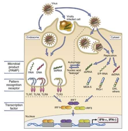 The Antivirus Response Type I interferon : mediate the early innate immune response to viral infection IFN-α : Plasmacytoid dendritic cell Mononuclear phagocytes IFN- : many cells such as