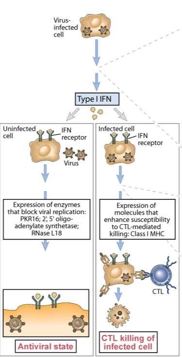Biologic actions of type I IFNs Inhibits viral replication Increases expression of MHC class I