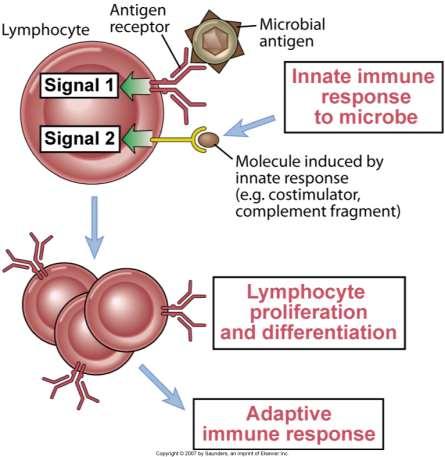 Role of innate immunity in stimulation adaptive immune responses The innate immune response provides signals that function in concert with antigen to stimulate the proliferation