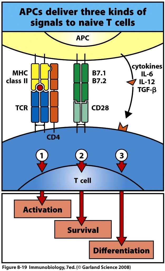 Three kinds of signals are involved in activation of naïve T cells by antigen-presenting cells Signal 1 : antigen-specific signals derived from the interaction of a specific peptide:mhc complex with