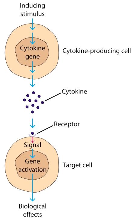 Cytokines: (also called interleukins) Small secreted peptides that used for intracellular communication between cells of the immune