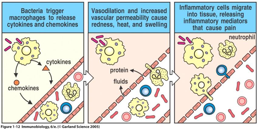 vasodialation (increased blood flow) and chemotaxis (directed migration) of leukocytes.