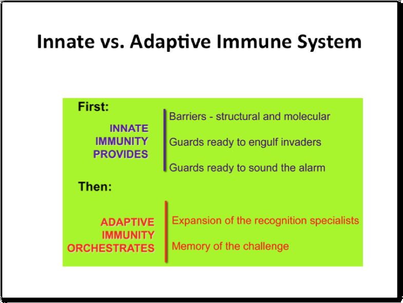 Dendritic cell Innate respnses are the first line of defense. We are born with innate immunity encoded in our DNA.