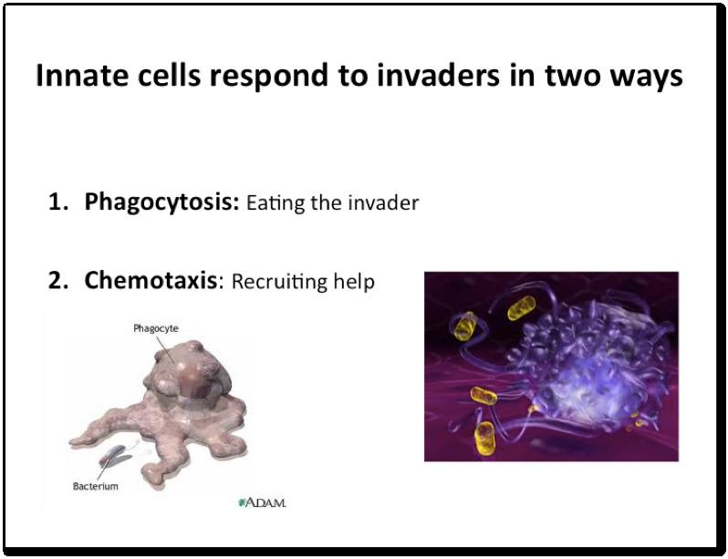 Innate receptors see targets that are not found in the host To fight infection, immune cells need to be able to distinguish between a pathogen and a self cell.