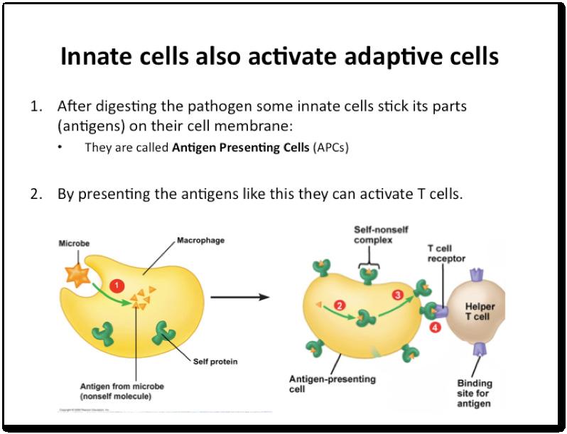 If innate responses can t clear an infection they will prime adaptive immune cells. Innate cells activate adaptive cells in three ways: One, they release cytokines that stimulate B and T cells.