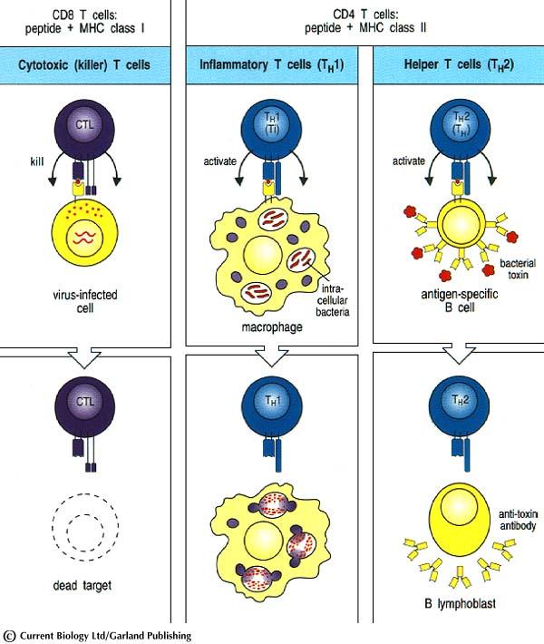 Cytotoxic T cells