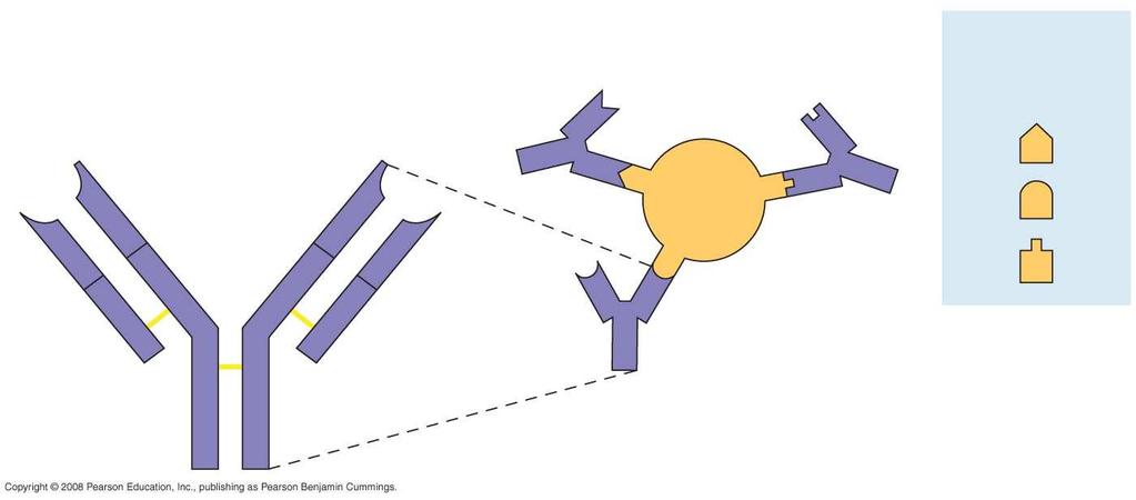 Fig. 43-10 Antigen-binding sites Antigenbinding sites Epitopes