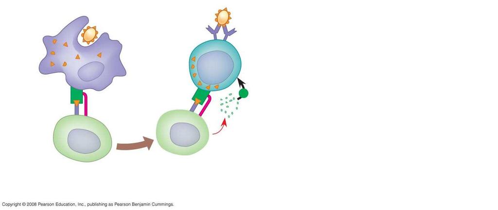 Fig. 43-19-2 Antigen-presenting cell Bacterium Peptide antigen B cell