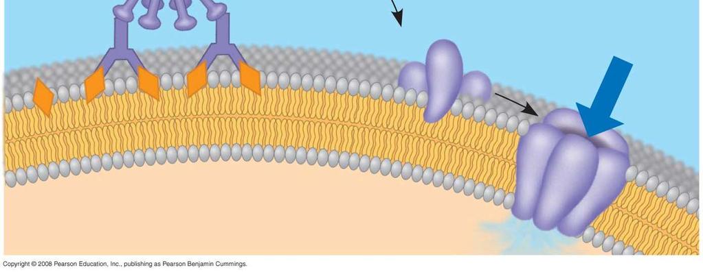 proteins Formation of membrane attack