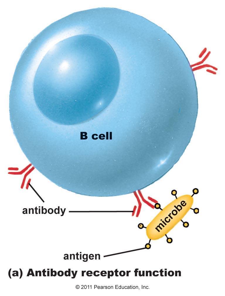 Antibodies as Receptors Antibodies can attach to