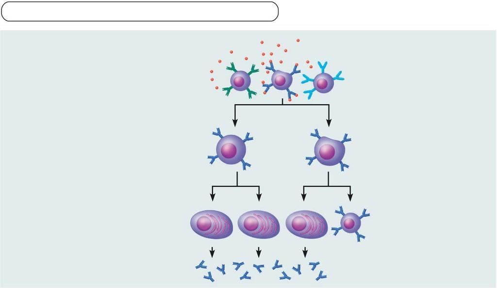 B-cells Humoral immunity Primary response (initial encounter with antigen) Activated B cells Proliferation to form a clone Antigen Antigen binding to a receptor on a specific B lymphocyte (B