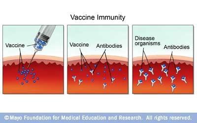 How vaccines work Modern vaccines are created from killed bacteria or viruses, or fragments of proteins from these microbes.