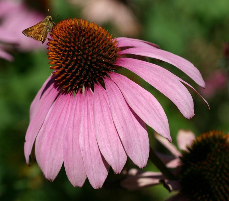 Echinacea for colds? Echinacea is supposed to strengthen the immune system.