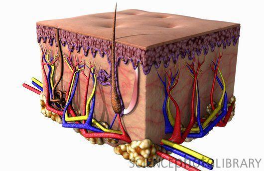 Role of skin Skin acts as a protective barrier to keep pathogens out.