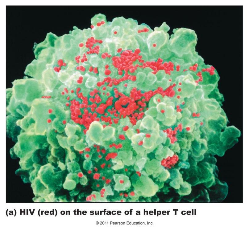 AIDS The HIV virus fools helper T- cells into thinking its
