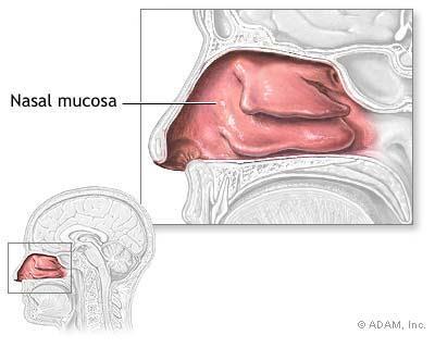 Role of mucous and cilia Mucous contains lysozymes, enzymes that
