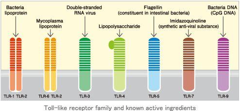 Role of the Innate Immune