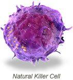 Role of the Immune System: Innate Immune Cells Natural killer cells (NK cells) Protect