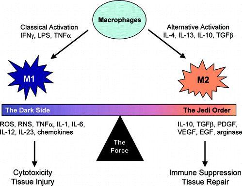 Role of the Immune