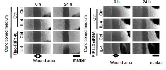Fig. S4-4 In vitro wound healing assay.