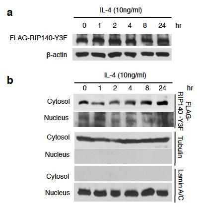 Fig. S4-6 Non-degradable mutant RIP140 (RIP140-Y3F) can also translocate to the cytosol in macrophages upon IL-4 treatment.