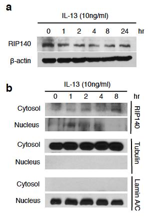 Fig. S4-7 Endogenous RIP140 translocates to the cytosol in macrophages upon IL-13 treatment.