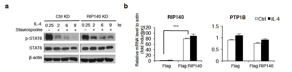 Fig. S4-8 RIP140 knockdown still increases pstat6 levels in macrophages treated with kinase inhibitor, but fails to affect PTP1B gene expression.