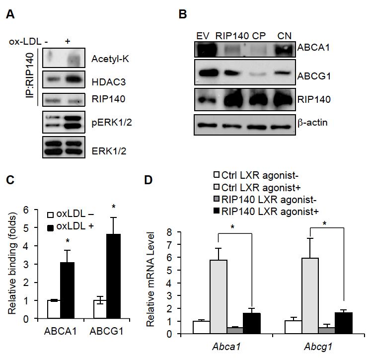 Fig. 2-3 Oxidized LDL modifies RIP140 on lysine acetylation to repress LXR. (A) Activation of ERK1/2, and lysine-acetylation of RIP140 and its interaction with HDAC.