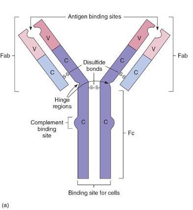 Antibodies Immunoglobulin (Ig) A large Y-shaped protein Consists of 4 polypeptide chains
