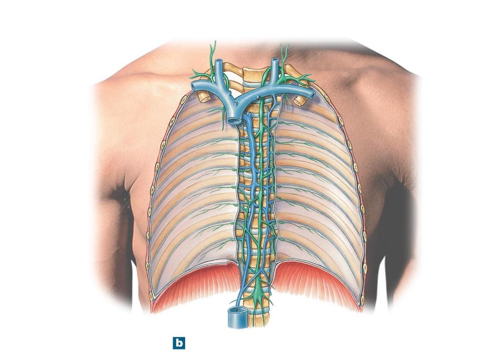 Figure 14-3b The Lymphatic Ducts and the Venous System.