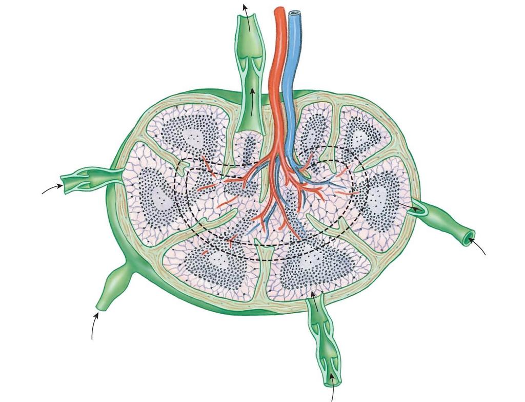 Figure 14-6 The Structure of a Lymph Node.