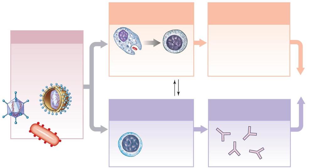 Figure 14-12 An Overview of the Immune Response. Slide 3 Adaptive Defenses Antigen presentation triggers specific defenses, or an immune response.