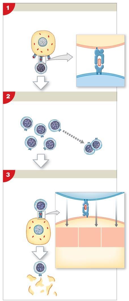Figure 14-13 Antigen Recognition and Activation of Cytotoxic T Cells Antigen Recognition Antigen recognition occurs when a cytotoxic T cell encounters an appropriate antigen on the surface of another