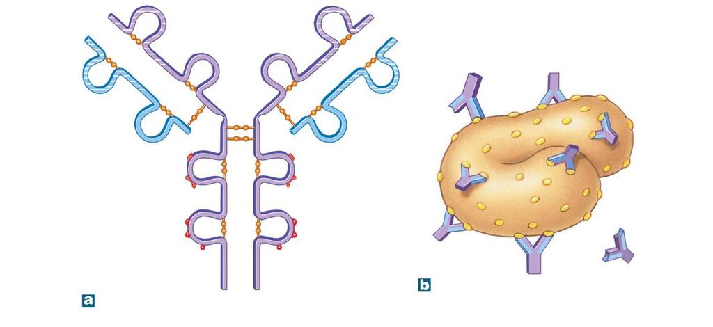 Figure 14-15 Antibody Structure.