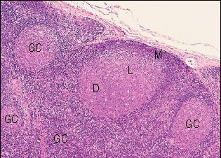 Lymphoid follicles Dark zone - B cell proliferation, somatic hypermutation Light zone