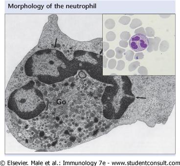 Neutrophils are important phagocytes.