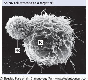 NK cells are able to recognize and kill infected cells, cancer cells, and stressed cells Absent T cell