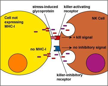 The NK cell then releases