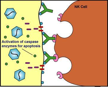 NK cells also play a role in adaptive immune