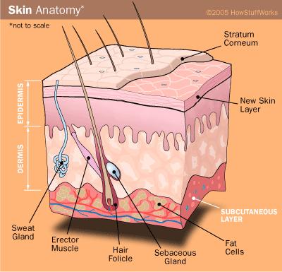 1 Anatomical barriers are physical barriers Skin Dry Acidic Lower temperature Hair