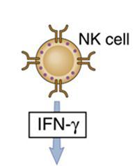 by NK cells in