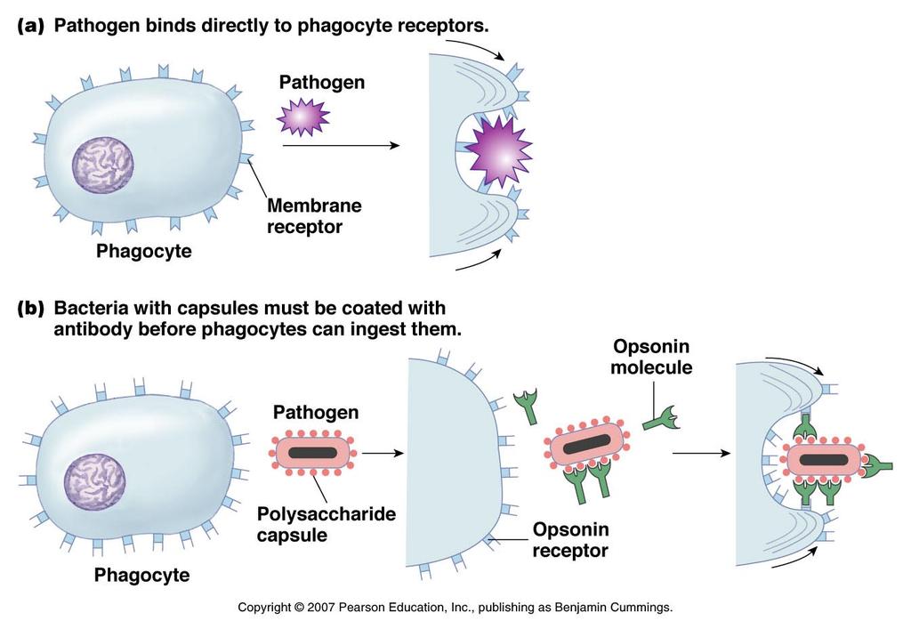 We have evolved both acquired and innate immunity By defini1on, barriers are innate (we are born with these), but this branch of immunity also includes: Phagocytosis: neutrophils and macrophages