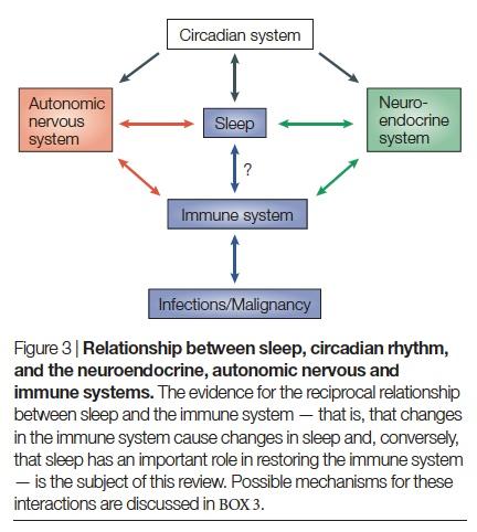 The circadian rhythms of cor1sol and ACTH