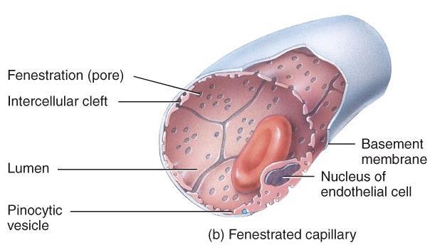 o Fenestrated capillaries Characteristics: Types of Capillaries Plasma membranes of the endothelial cells in these capillaries have many holes.