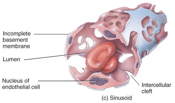 Types of Capillaries o Sinusoids Characteristics: endothelial cells have unusually large fenestrations basement membrane incomplete or absent have very large intercellular clefts that allow proteins