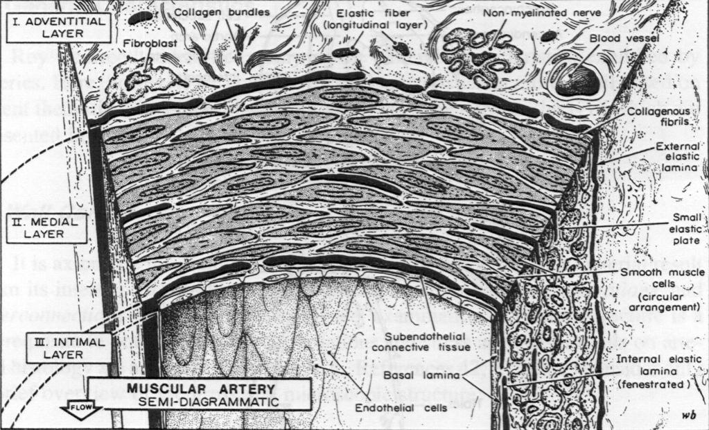 Muscular Artery Structure Schematic cross-sections of typical muscular artery showing the