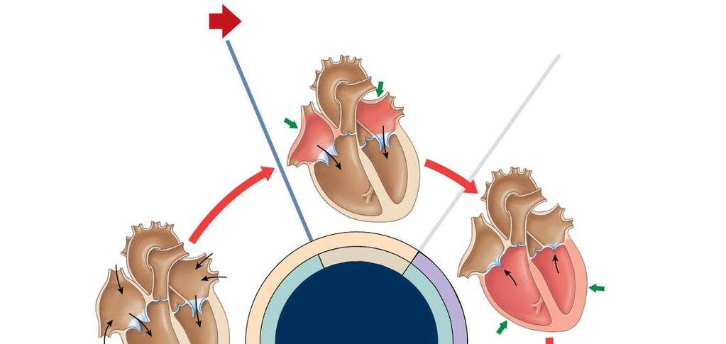 Start Atrial systole begins: Atrial contraction forces a small amount of blood into the relaxed ventricles.