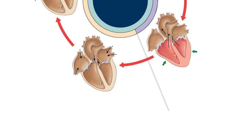 The AV valves open and the ventricles fill passively.